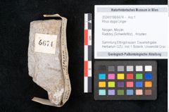 Foto (Objekt + Etikett) von Rhus stygia Unger (NHMW-GEO-2024-0188-6674)
